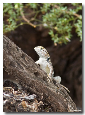 Juvenile Desert Spiny Lizard