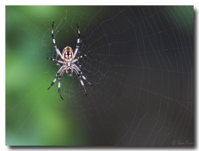 Spider_6157.jpg