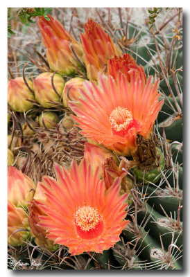 Barrel Cactus Blossoms III