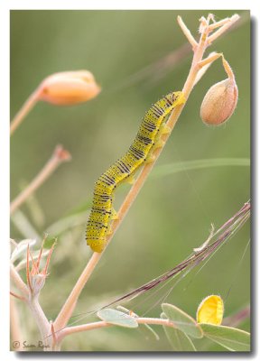 Sulphur Butterfly Caterpillar - Yellow Form