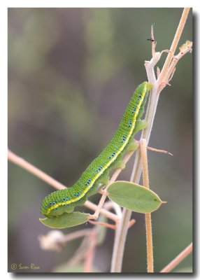 Sulphur Butterfly Caterpillar - Green Form