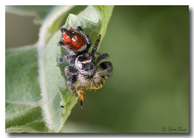 Jumping Spider  with Meal