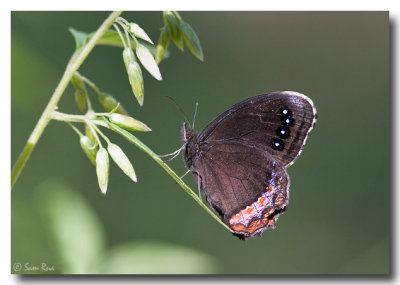 Red-Bordered Satyr