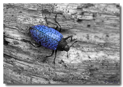 60s Beetle