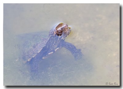 Sonoran Mud Turtle