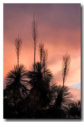 Yucca Sunset II