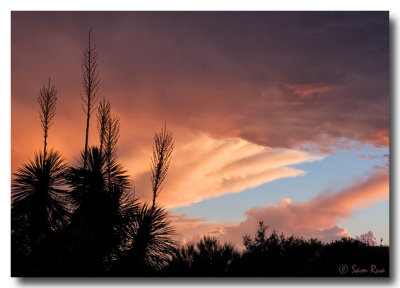 Yucca Sunset III