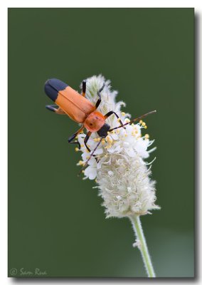 Soldier Beetle