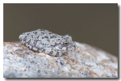 Canyon Treefrog