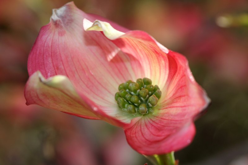 Fleur de cornouiller