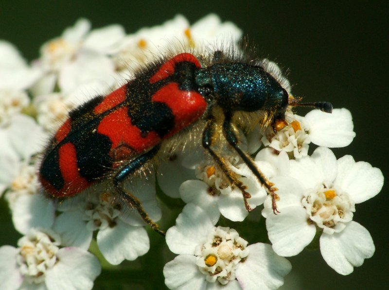 Clairon des abeilles