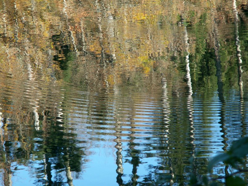 Reflets dans leau  - Reflections in the water
