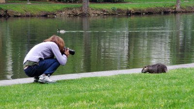 Quand les ragondins squattent en ville - When the coypus squat in the city