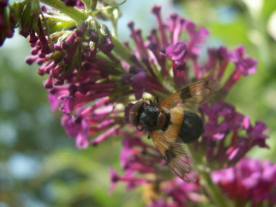 Abeille sur buddleia