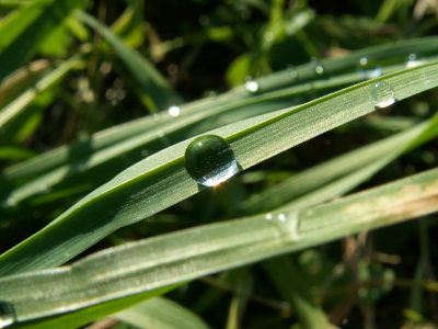 Goutte 08