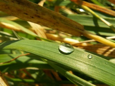 Goutte 13