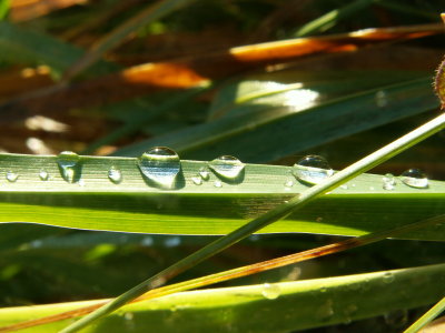 Goutte 09
