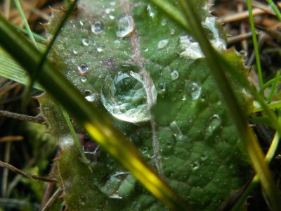 Goutte10