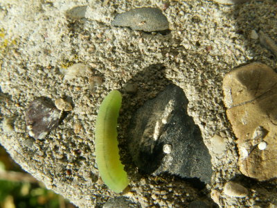 Chenille verte