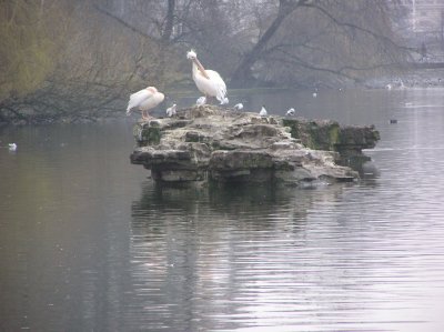 St James Park et ses oiseaux