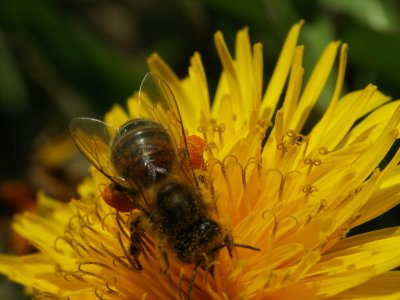 si structur des abeilles