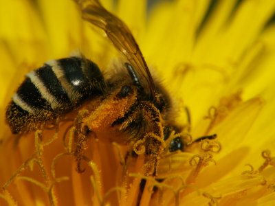 et  la rcolte du pollen