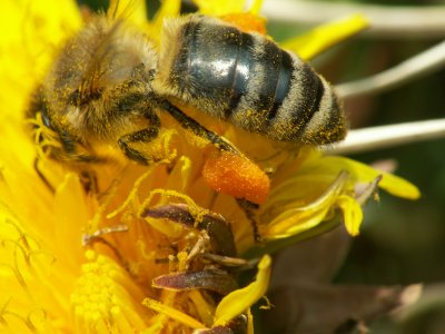 On voit bien, ici, les rserves de pollen emmagasinnes sur ses pattes