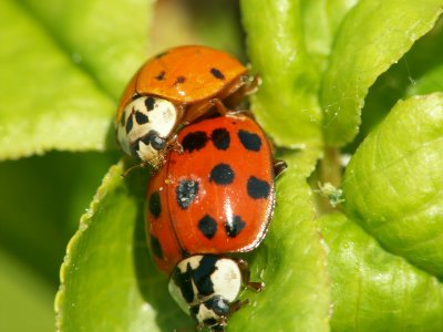 Coccinelles s'accouplant  -  Ladybug coupling