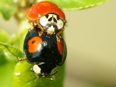 Coccinelles s'accouplant   -  Ladybug coupling