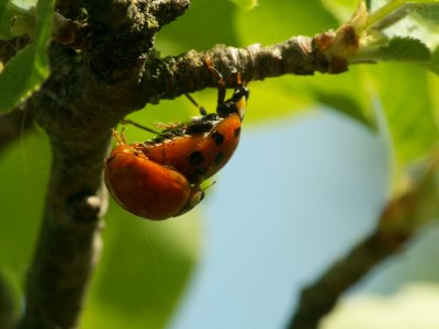 Coccinelles s'accouplant  -  Lady bug coupling
