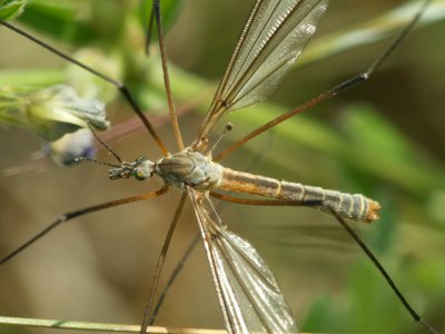 Tipule male