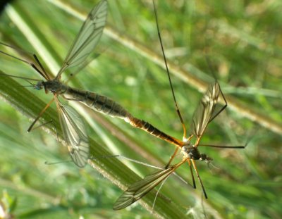 Accouplement de tipules
