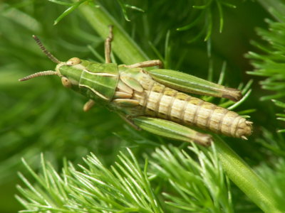 Sauterelle