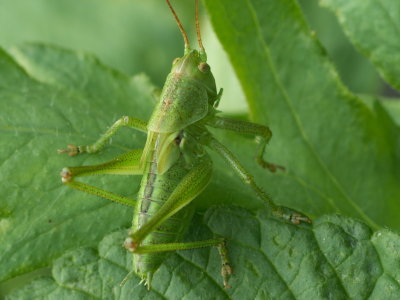 Sauterelle
