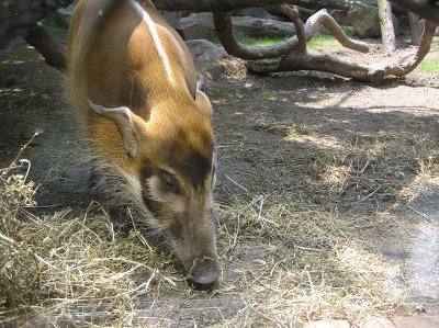 Bronx Zoo 033
