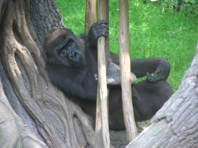 Bronx Zoo 038