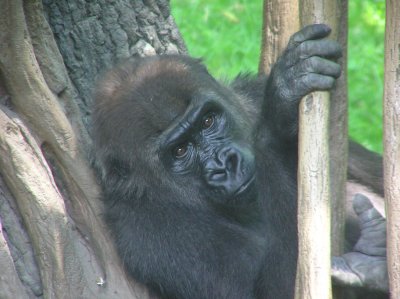 Bronx Zoo 041