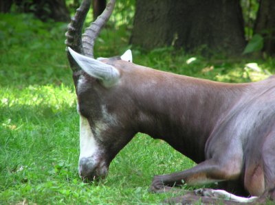 Bronx Zoo 061