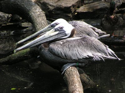 Bronx Zoo 093