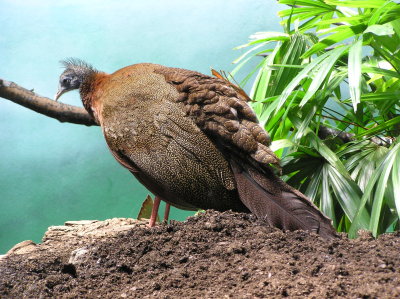 Bronx Zoo 098