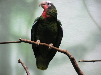 Bronx Zoo 100