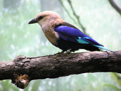 Bronx Zoo 101