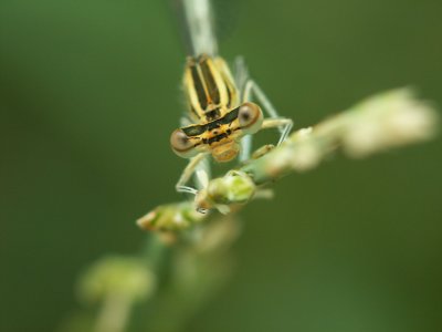 Libellule
