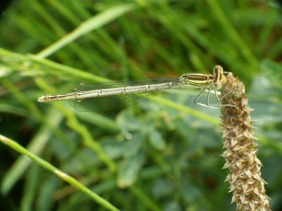 Libellule