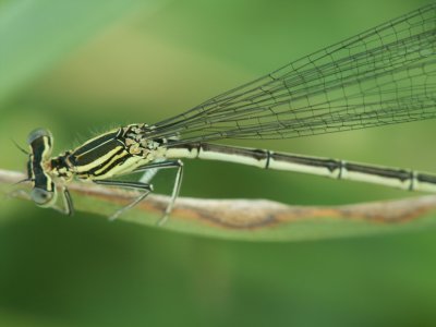 Libellule