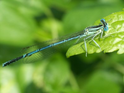 Libellule