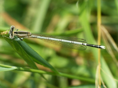 Libellule