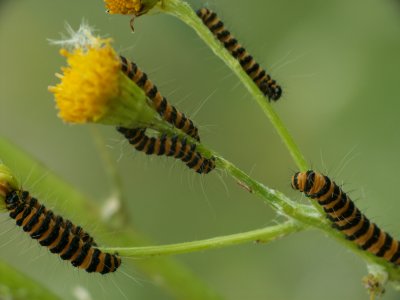 Tyria jacobaeae catterpillar