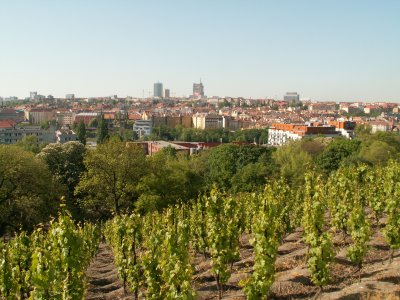 Prague vu des vignes