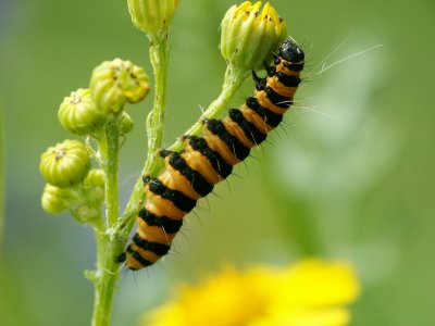 Tyria jacobaeae caterpillar